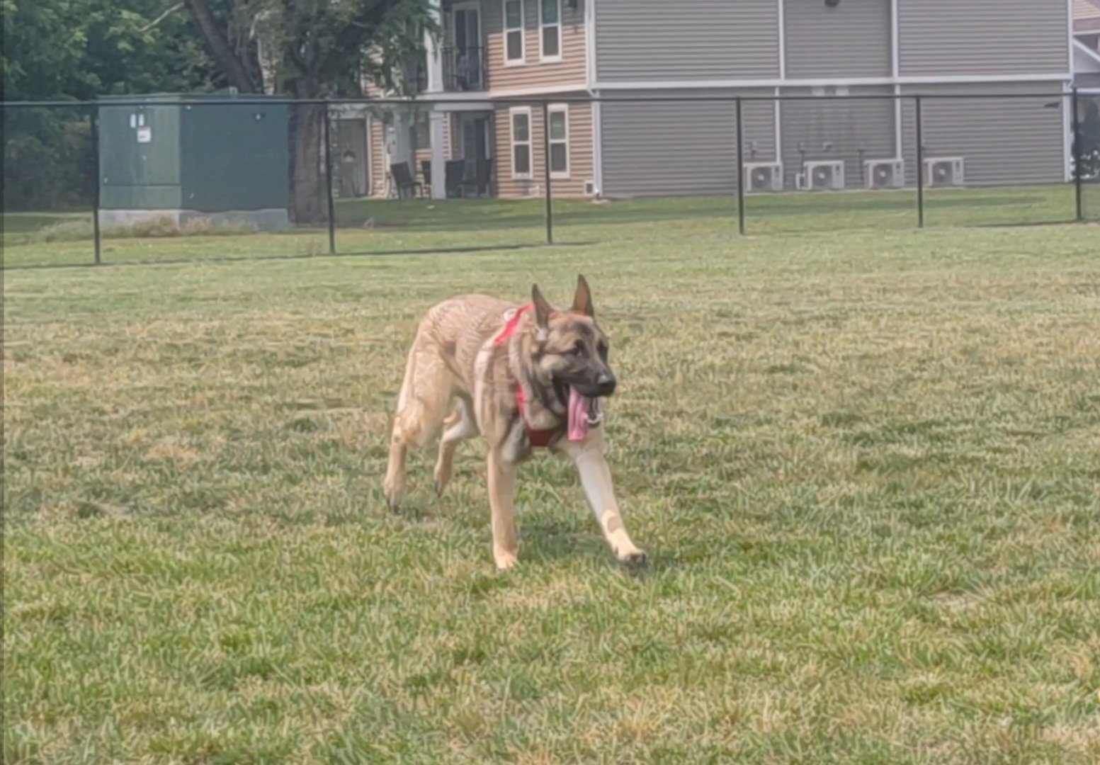 millsboro-dog-park-3