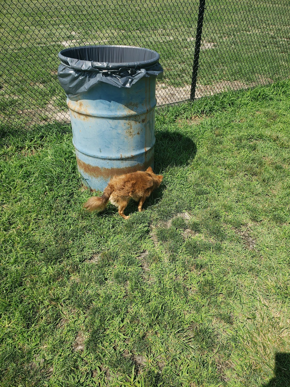 millsboro-dog-park-4