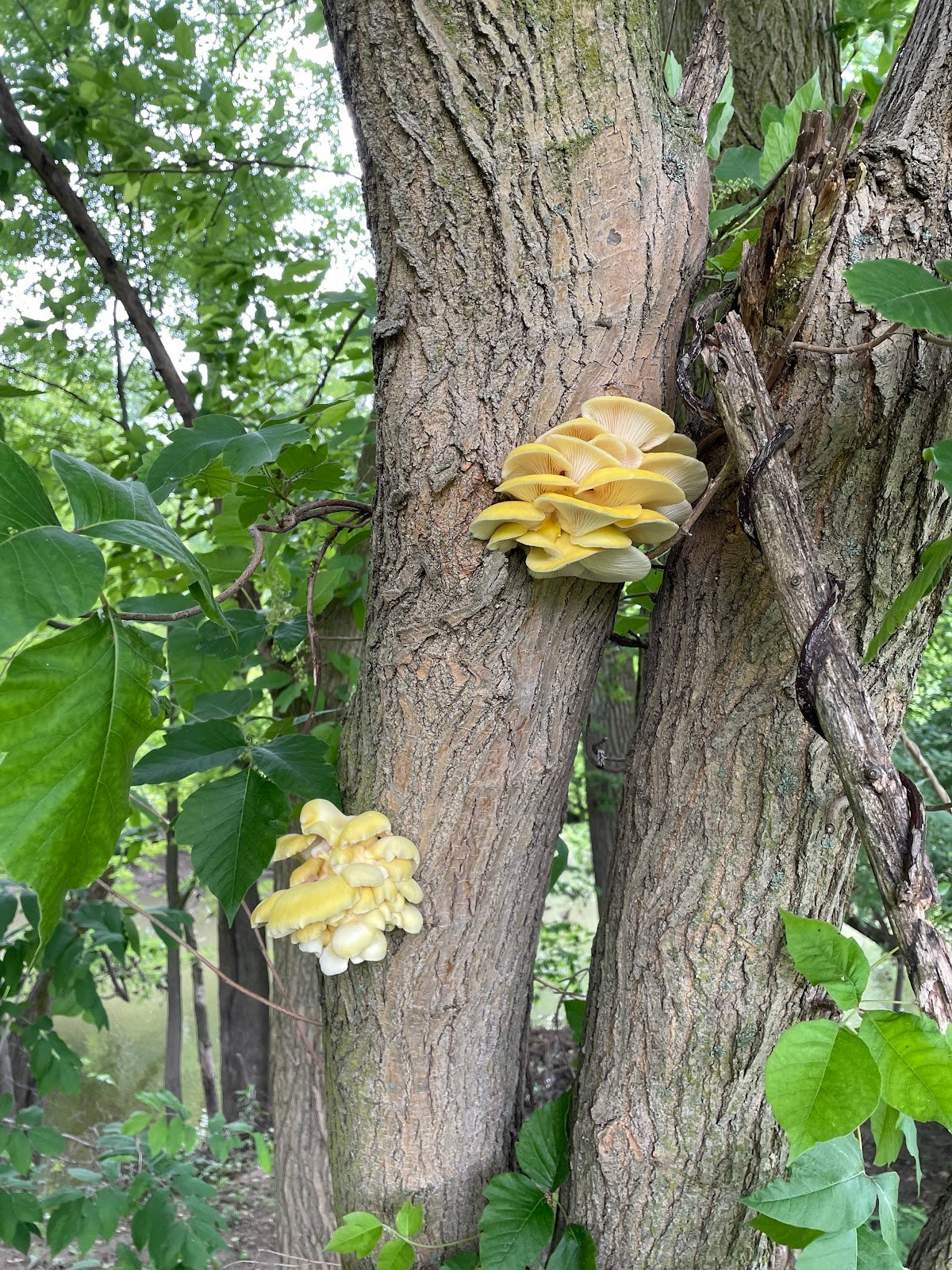 mott-park-recreation-area-4