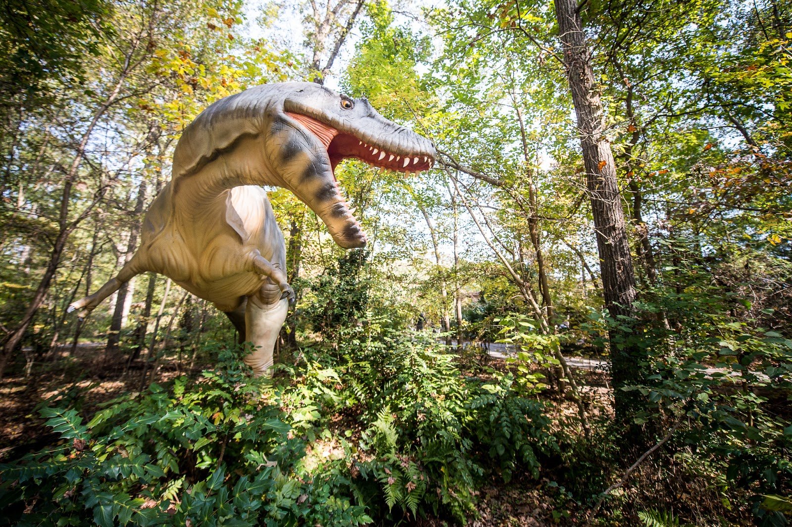 museum-of-life-and-science-4