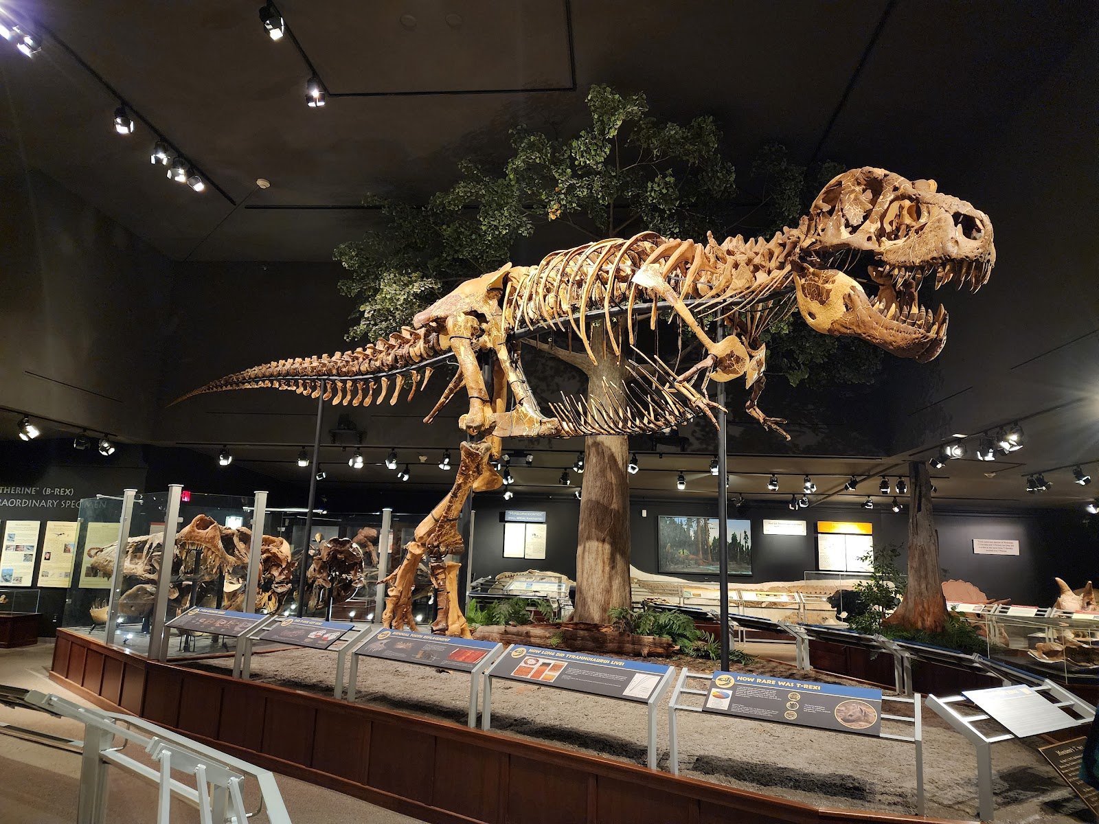 museum-of-the-rockies-1