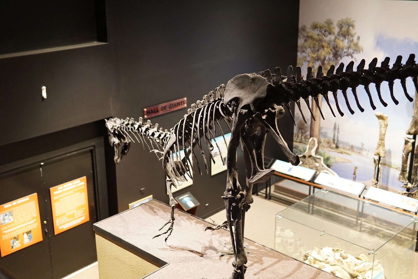 museum-of-the-rockies-3