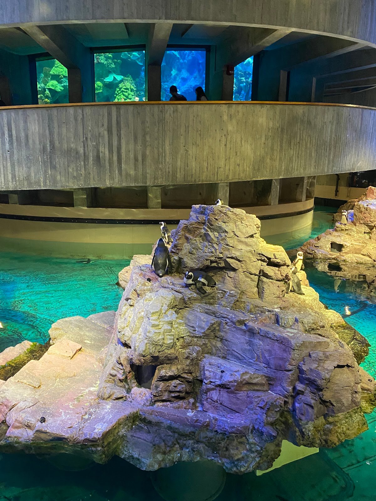 new-england-aquarium-3
