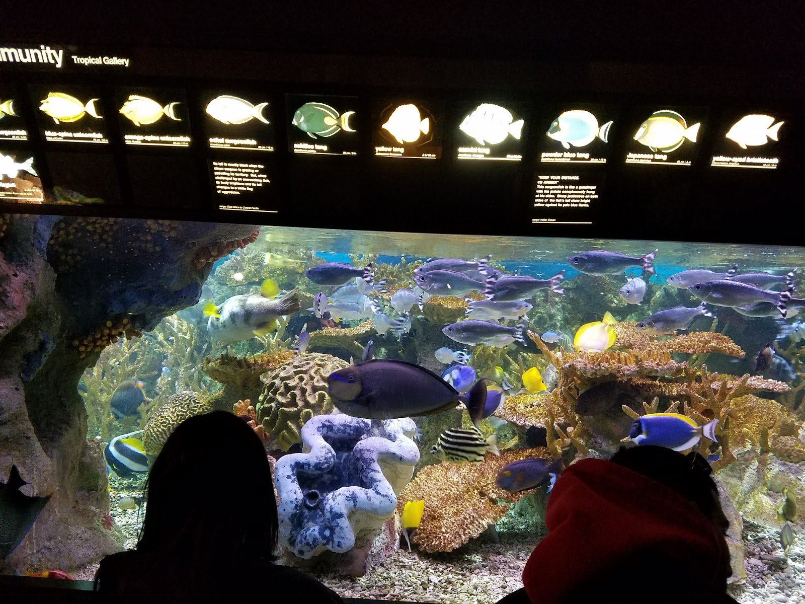new-england-aquarium-4