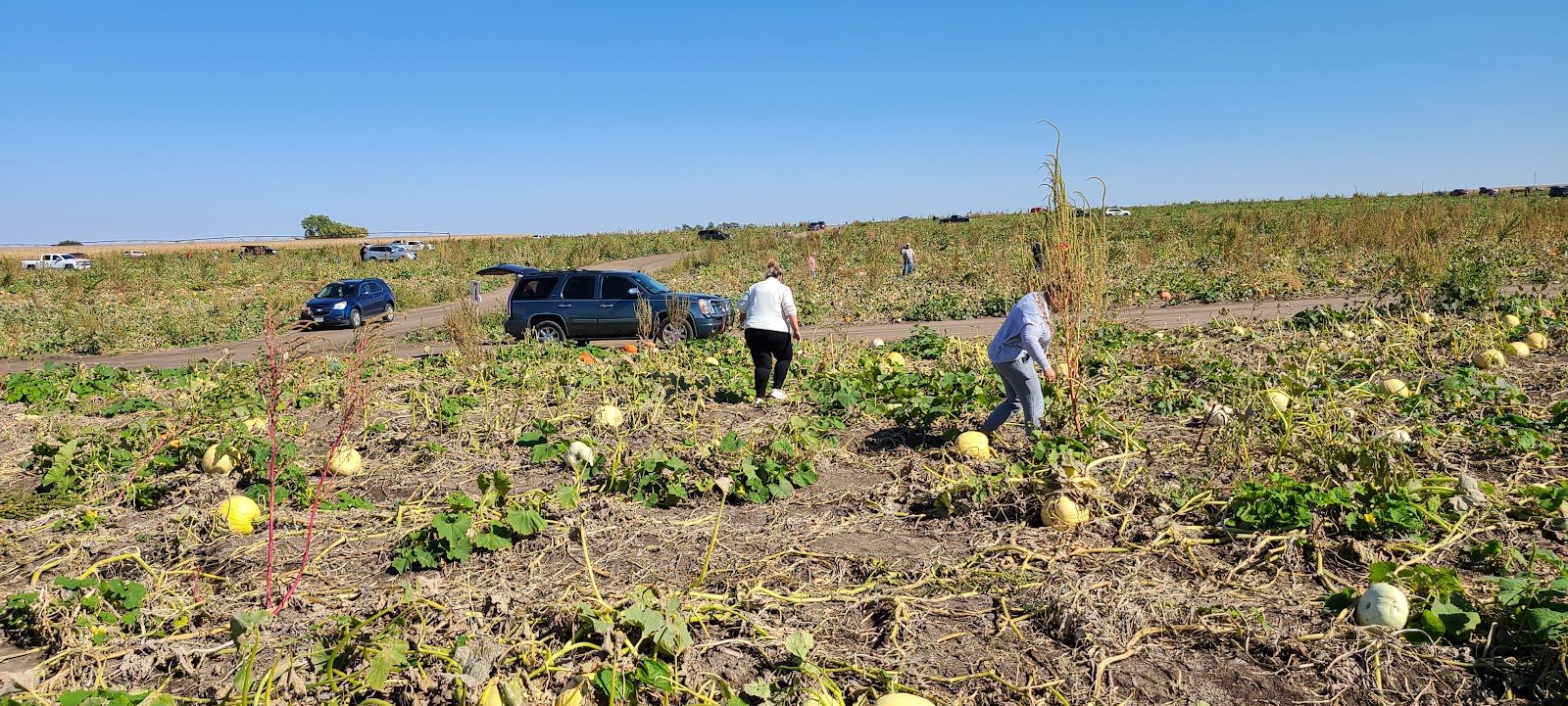nielsen-kids-upick-pumpkin-sweetcorn-patch-4