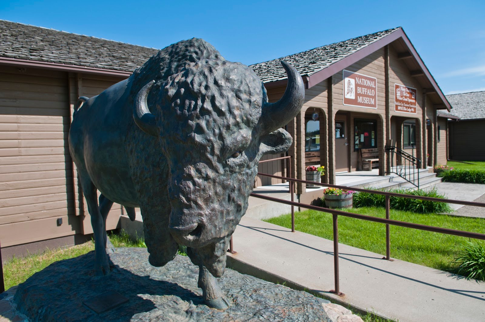 north-american-bison-discovery-center-1