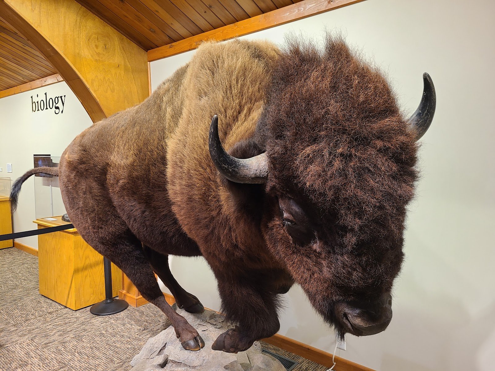 north-american-bison-discovery-center-4