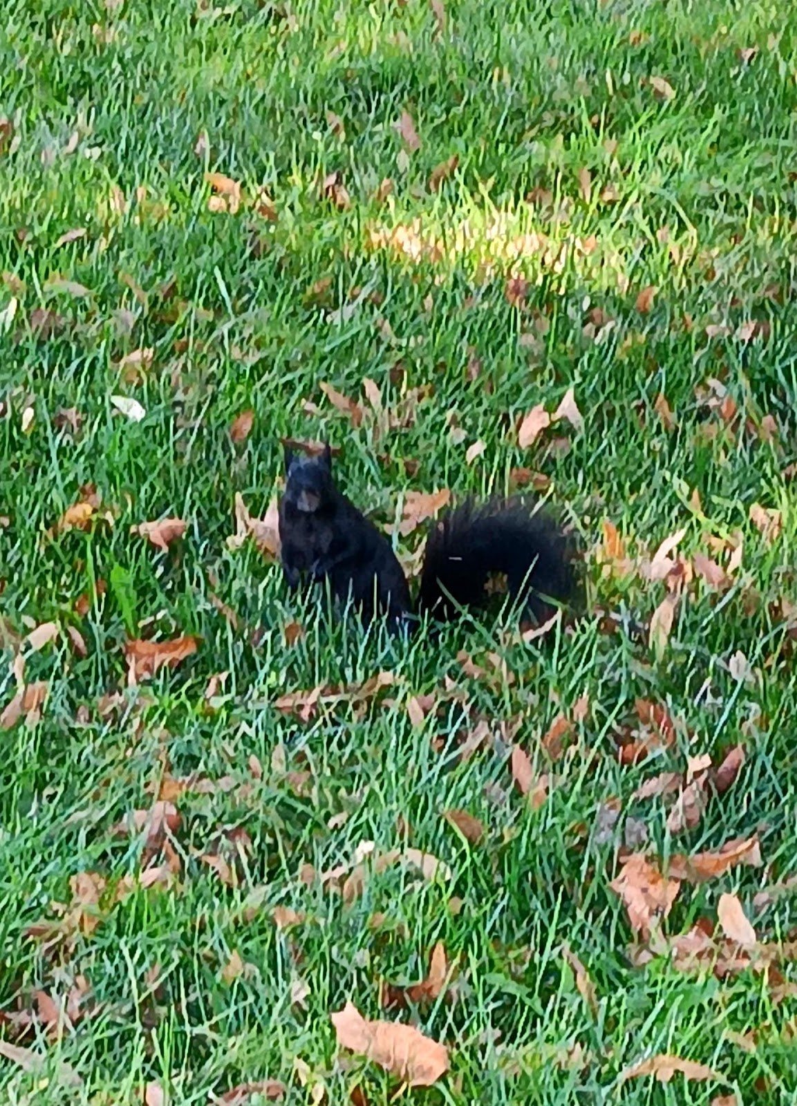 pacific-meadows-playground-3