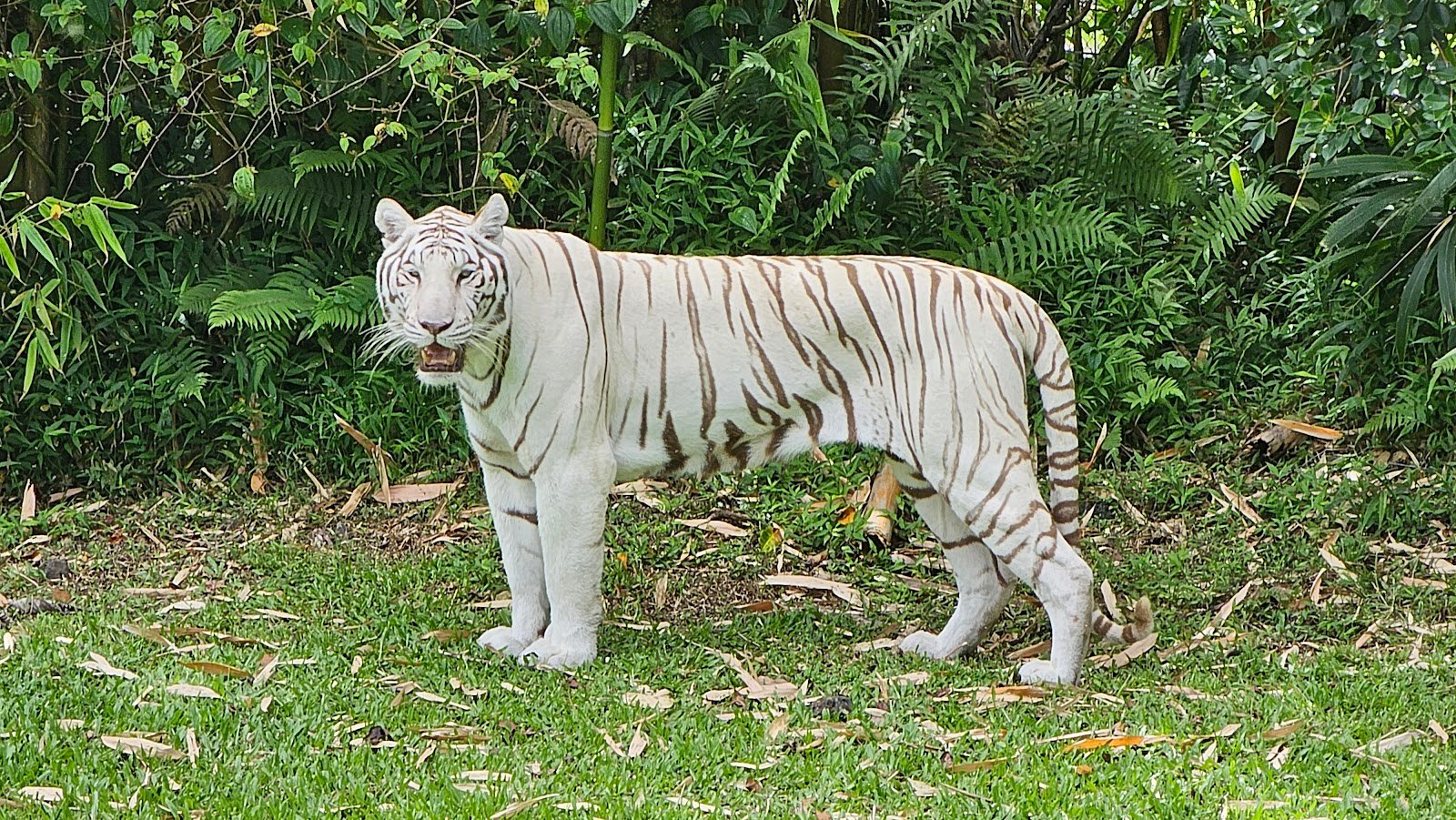 panaewa-rainforest-zoo-and-gardens-1