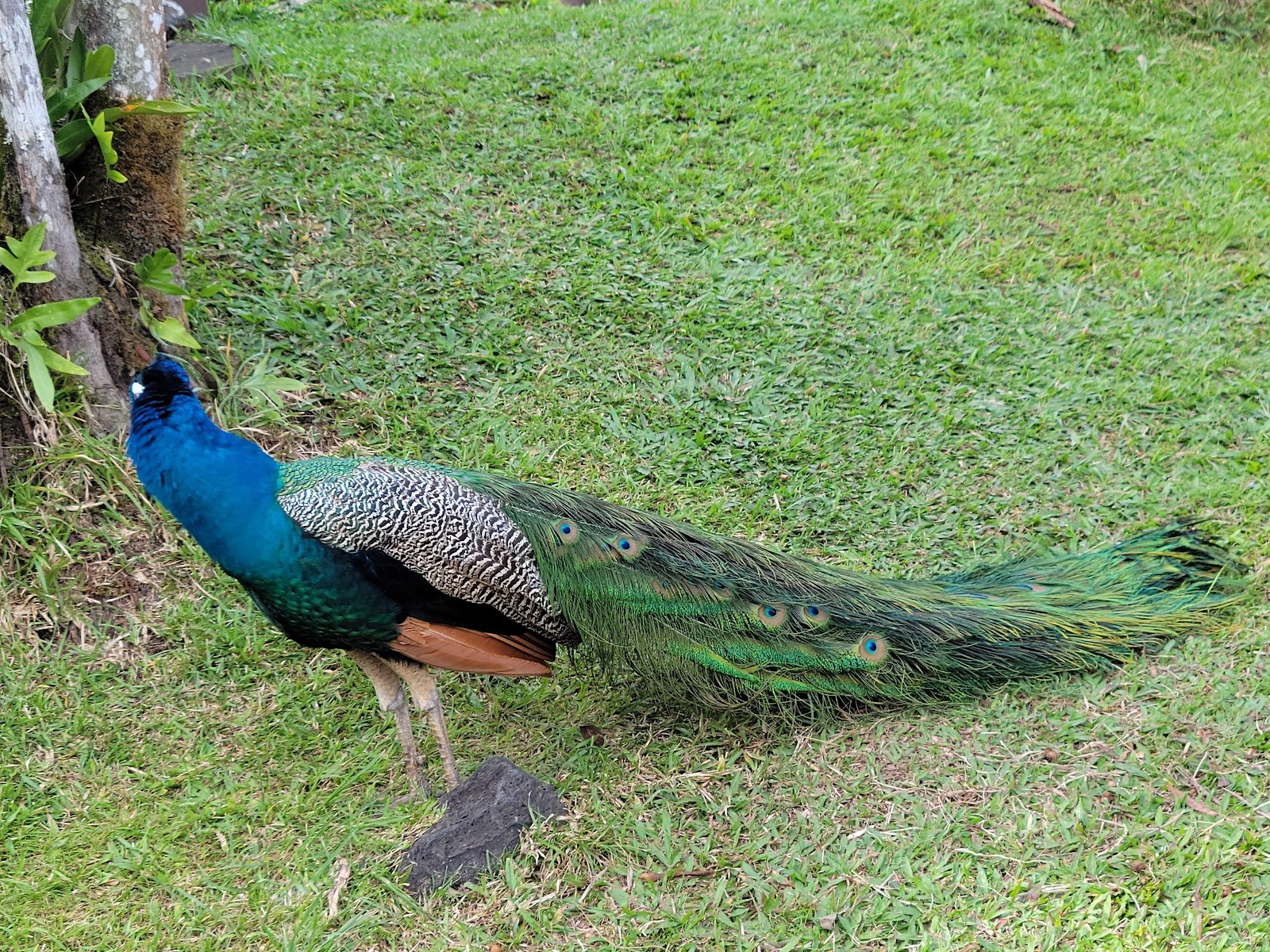 panaewa-rainforest-zoo-and-gardens-2