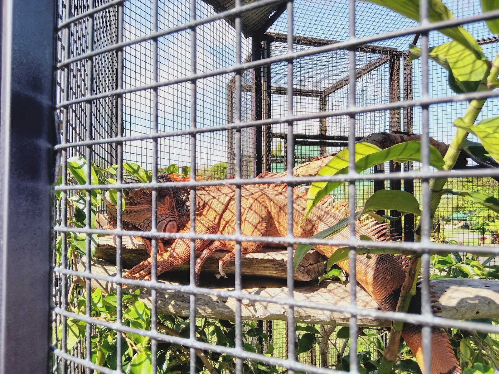 panaewa-rainforest-zoo-and-gardens-3