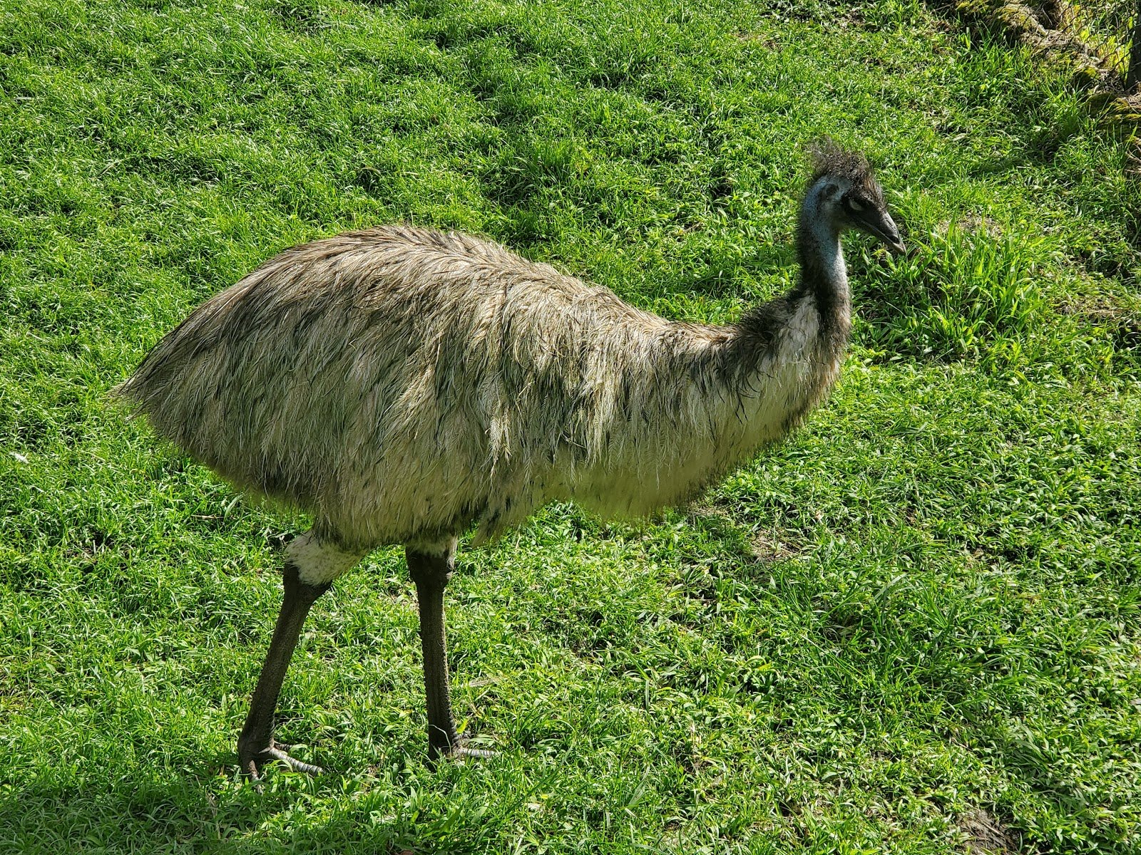 panaewa-rainforest-zoo-and-gardens-4