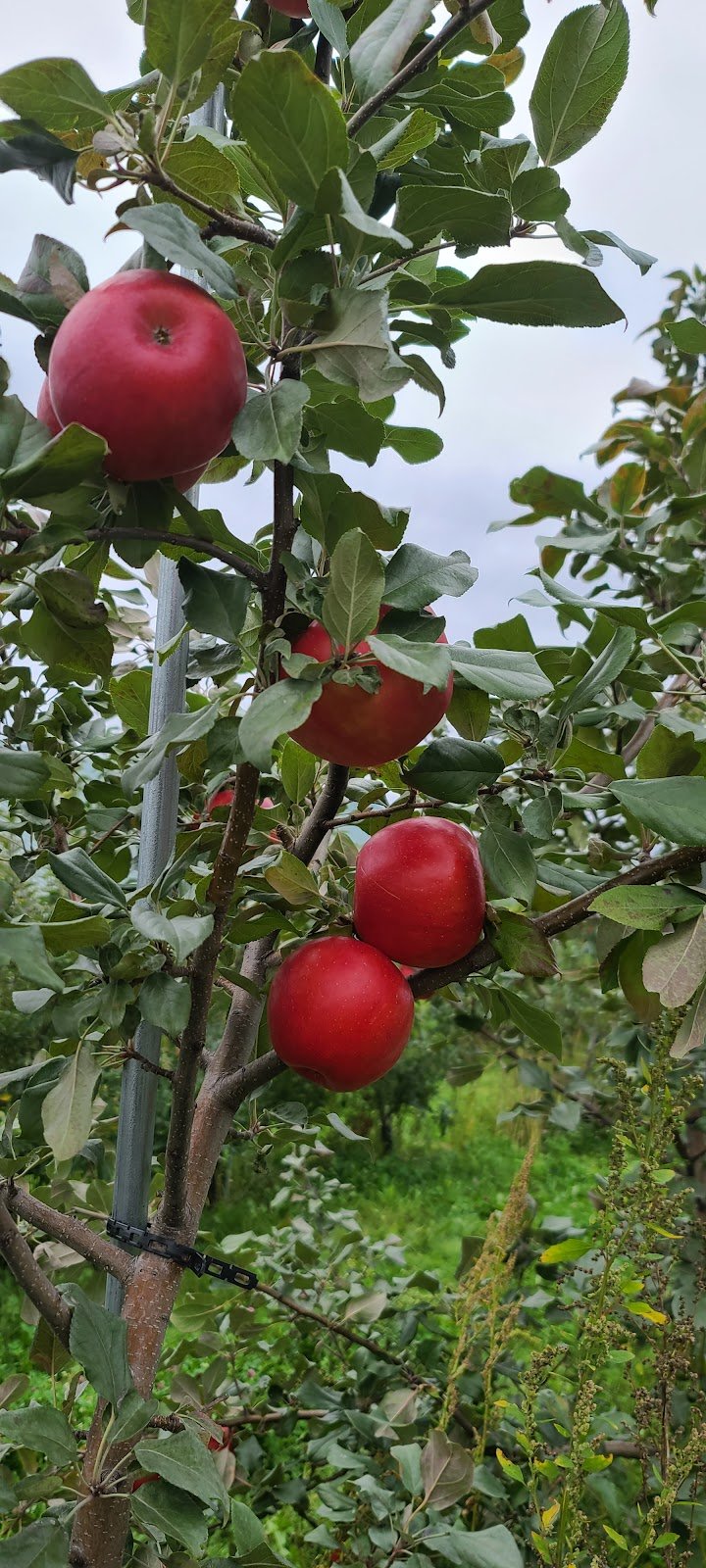 patch-orchards-2