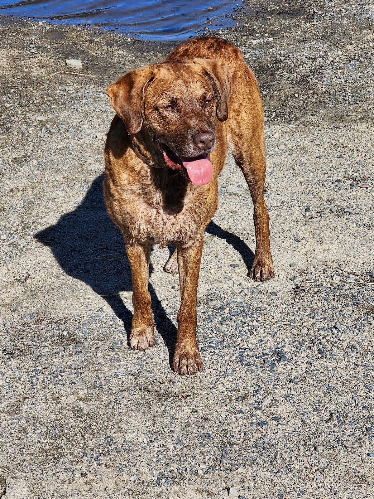 paws-park-1