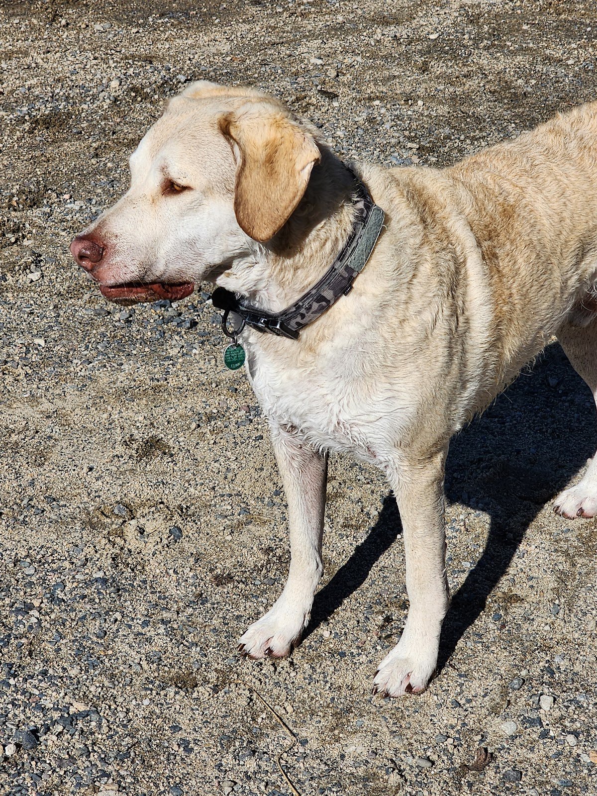 paws-park-2