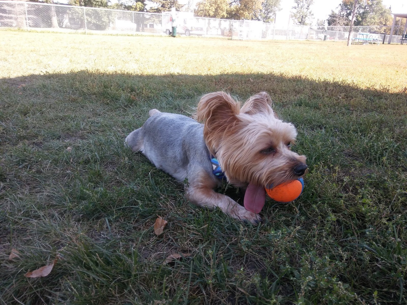 peppers-dog-park-1