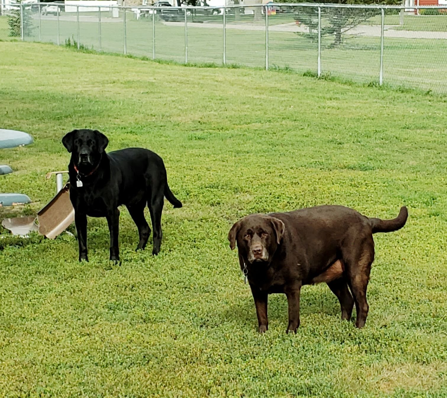 peppers-dog-park-3