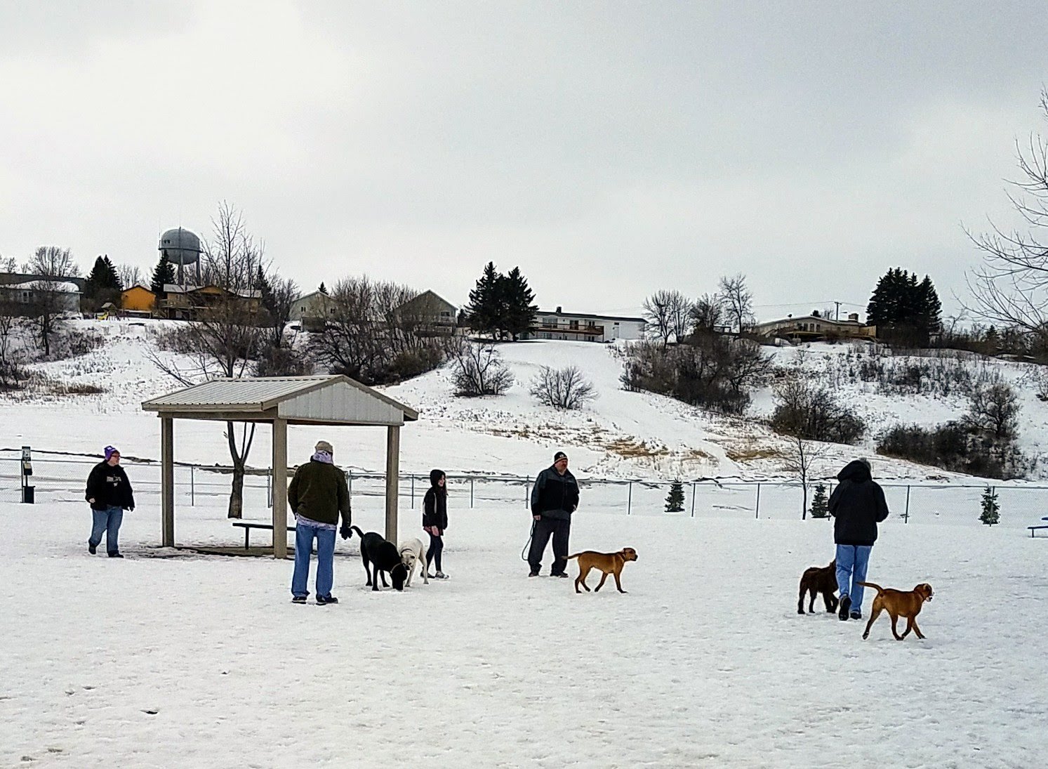 peppers-dog-park-4
