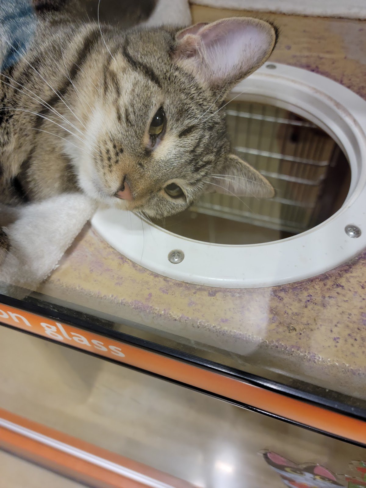 petsmart-3