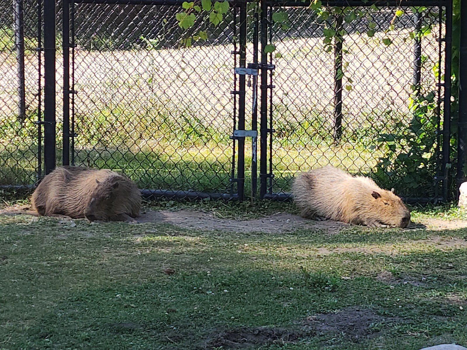 potawatomi-zoo-2
