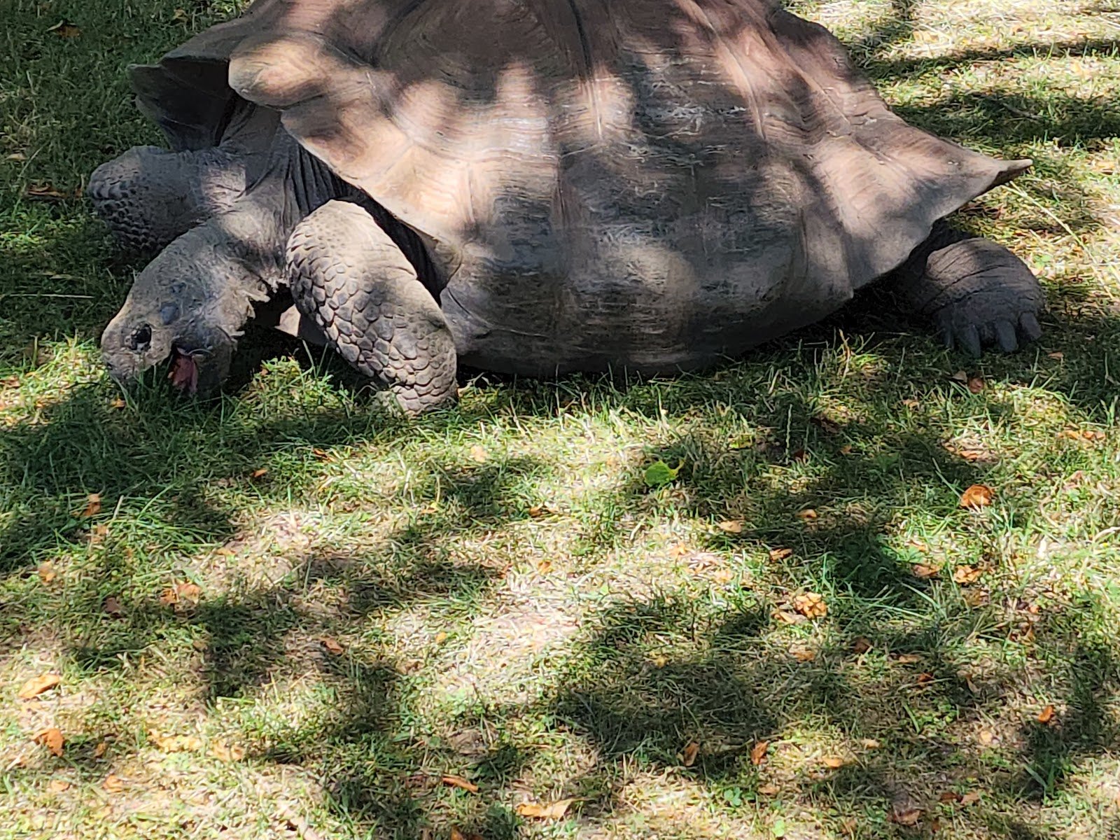 potawatomi-zoo-3