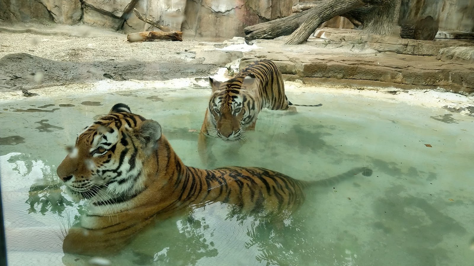 potawatomi-zoo-4