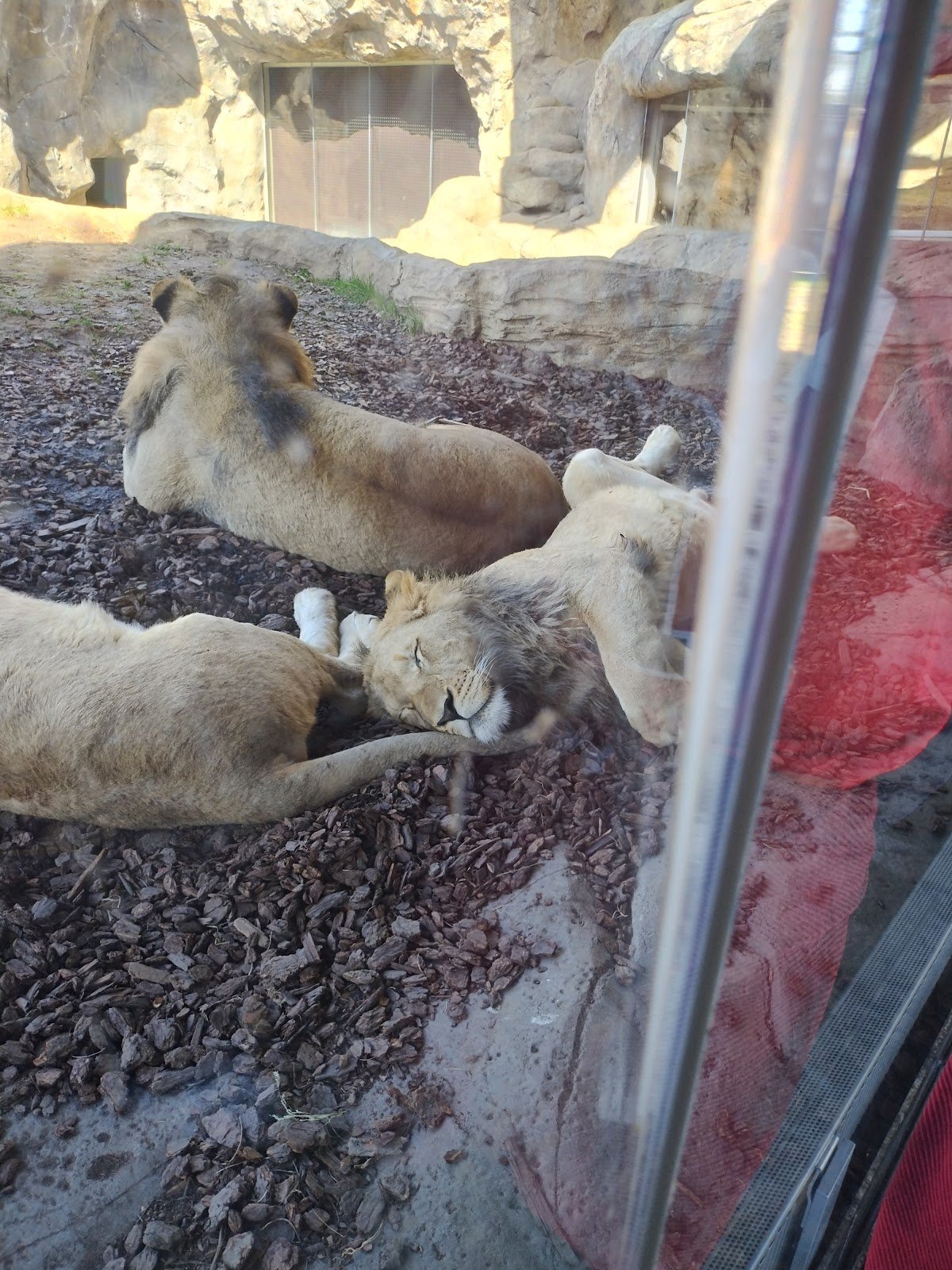 pritzker-family-childrens-zoo-3