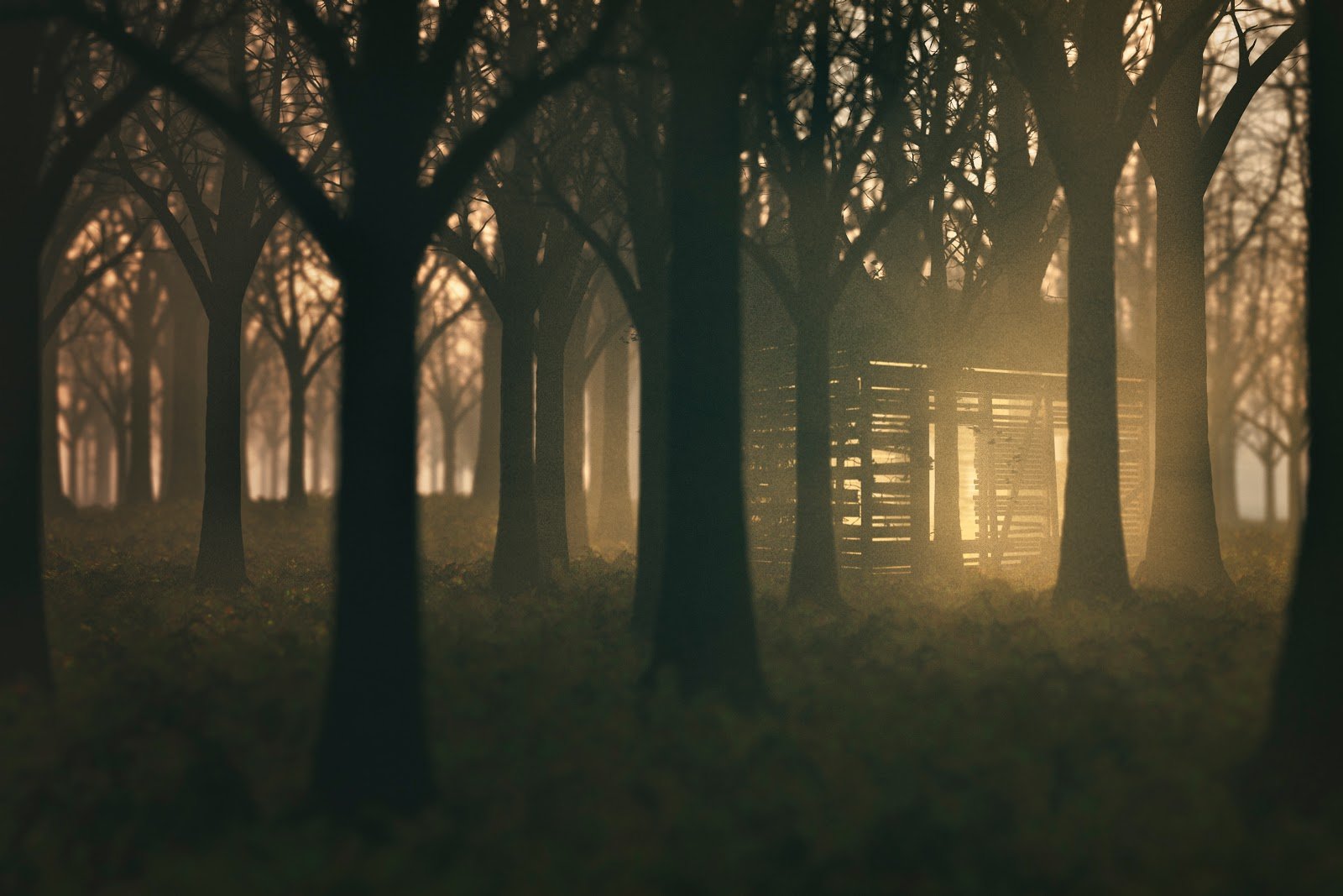 Spooky mysterious old shed in the dark forest.