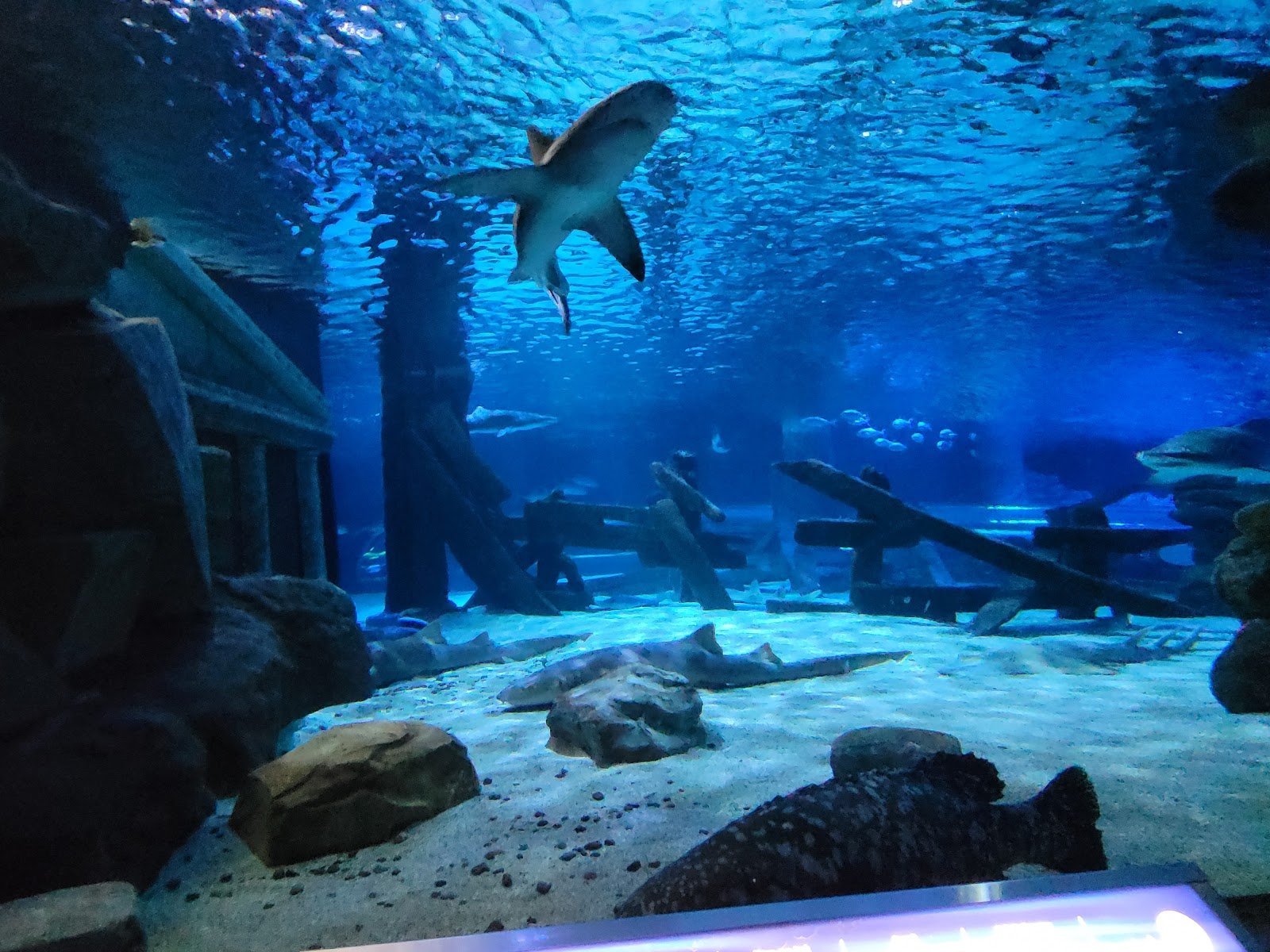 sea-life-at-mall-of-america-4