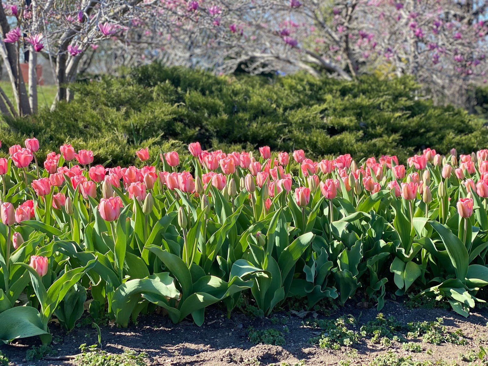 ted-ensley-gardens-3