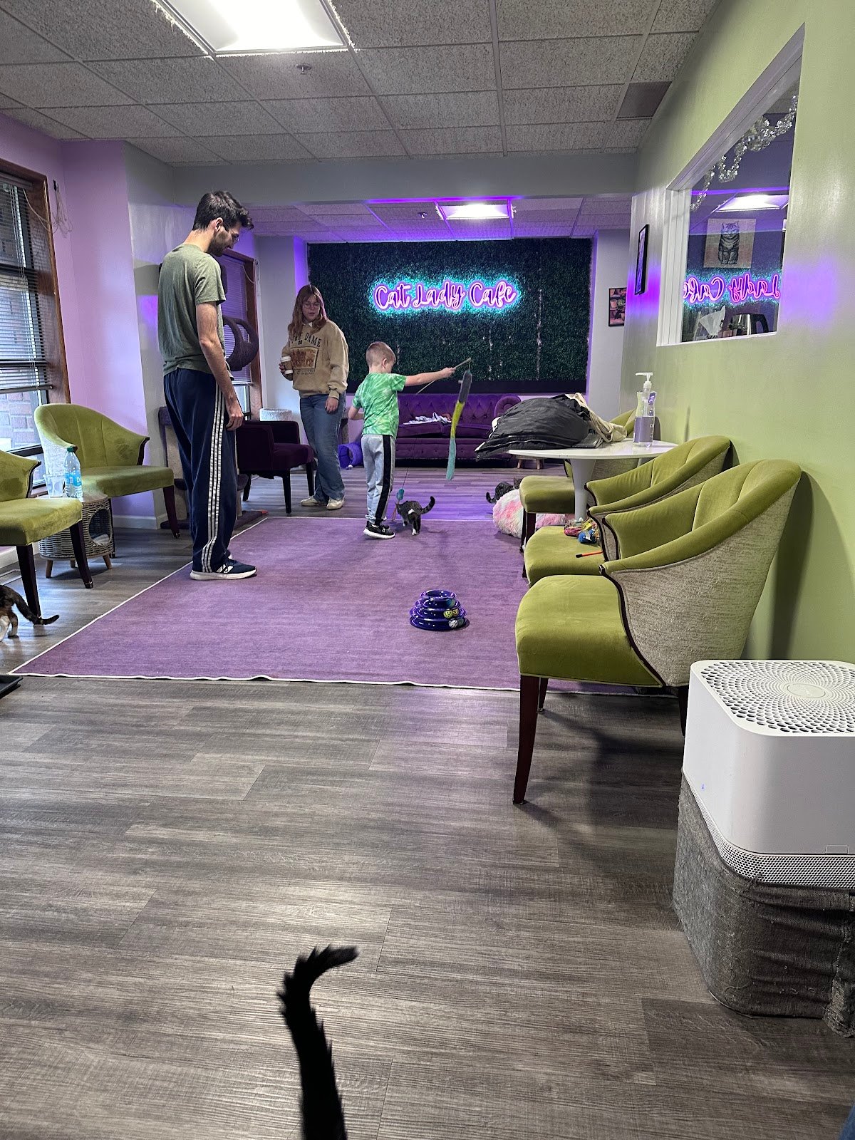 the-cat-lady-cafe-south-bend-2