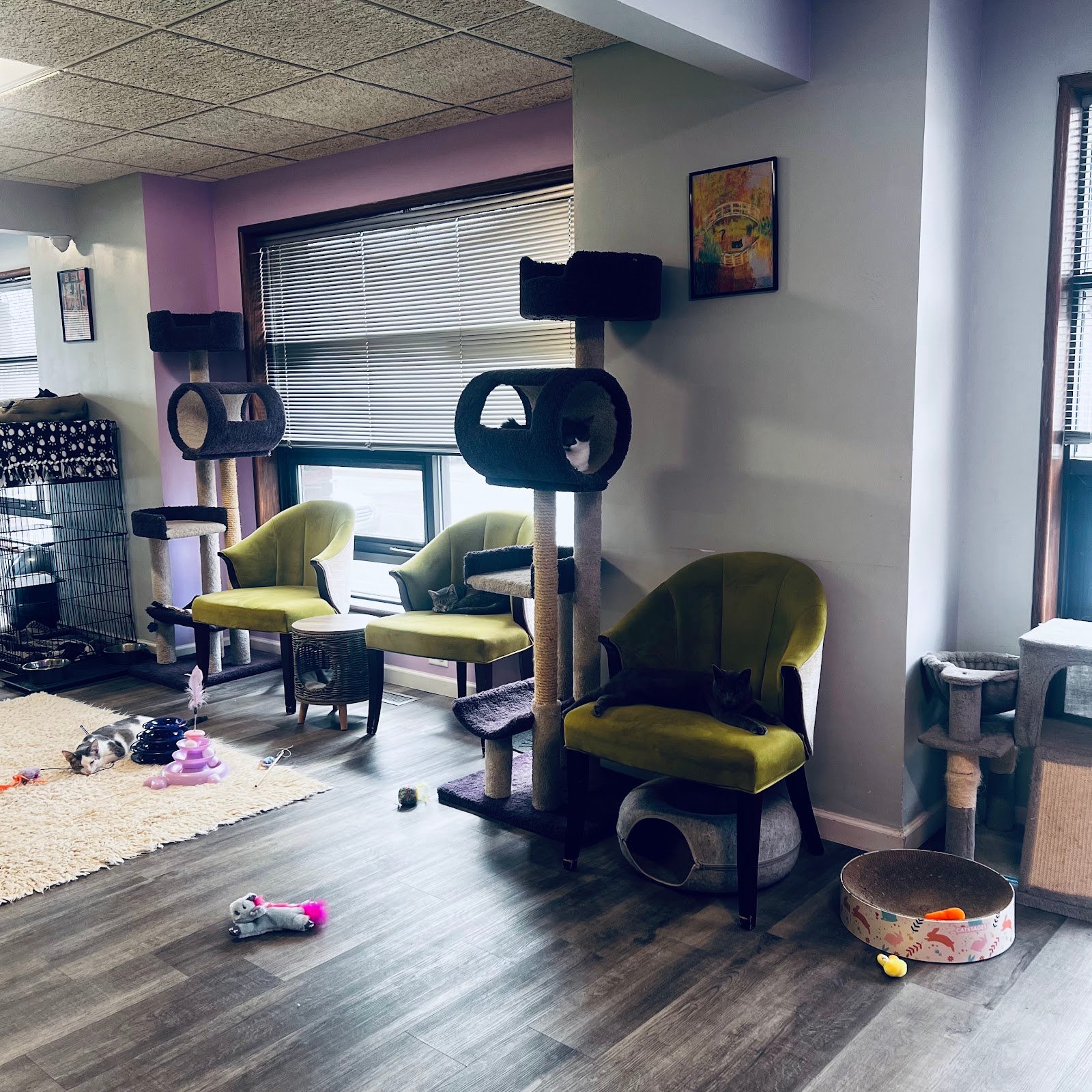 the-cat-lady-cafe-south-bend-4