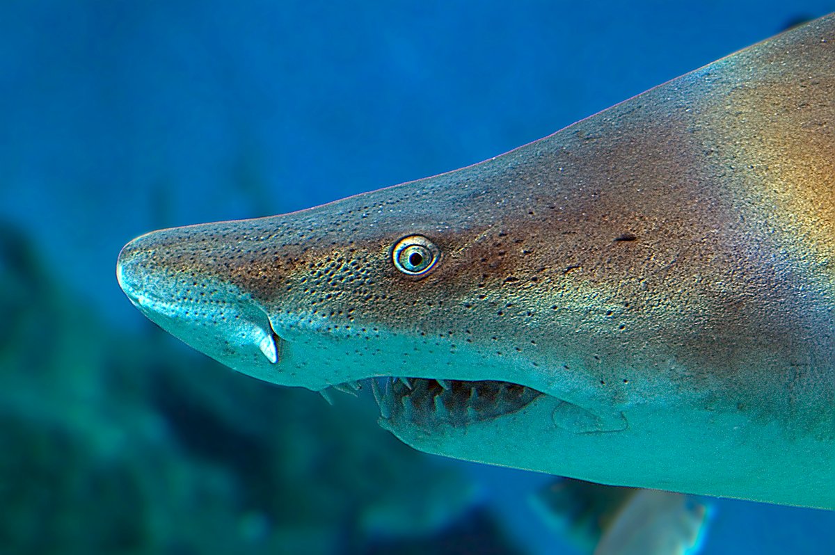 the-maritime-aquarium-at-norwalk-1