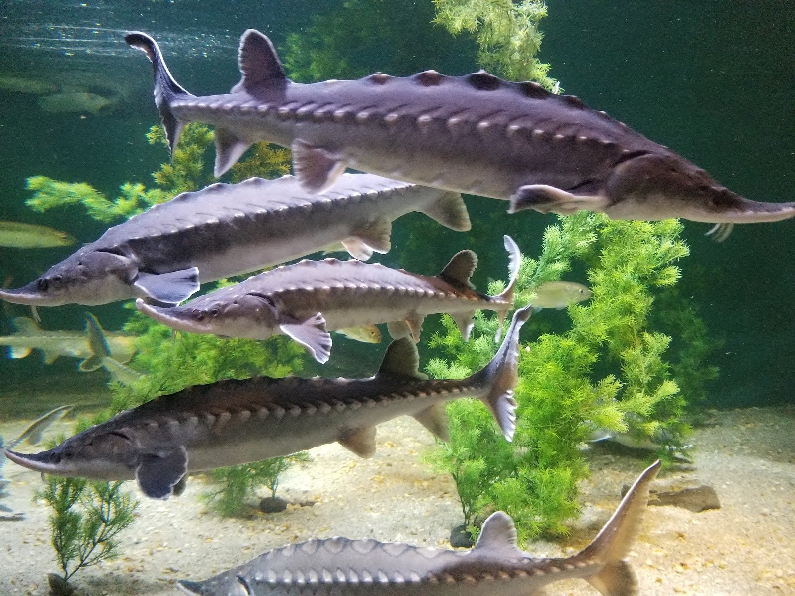 the-maritime-aquarium-at-norwalk-4