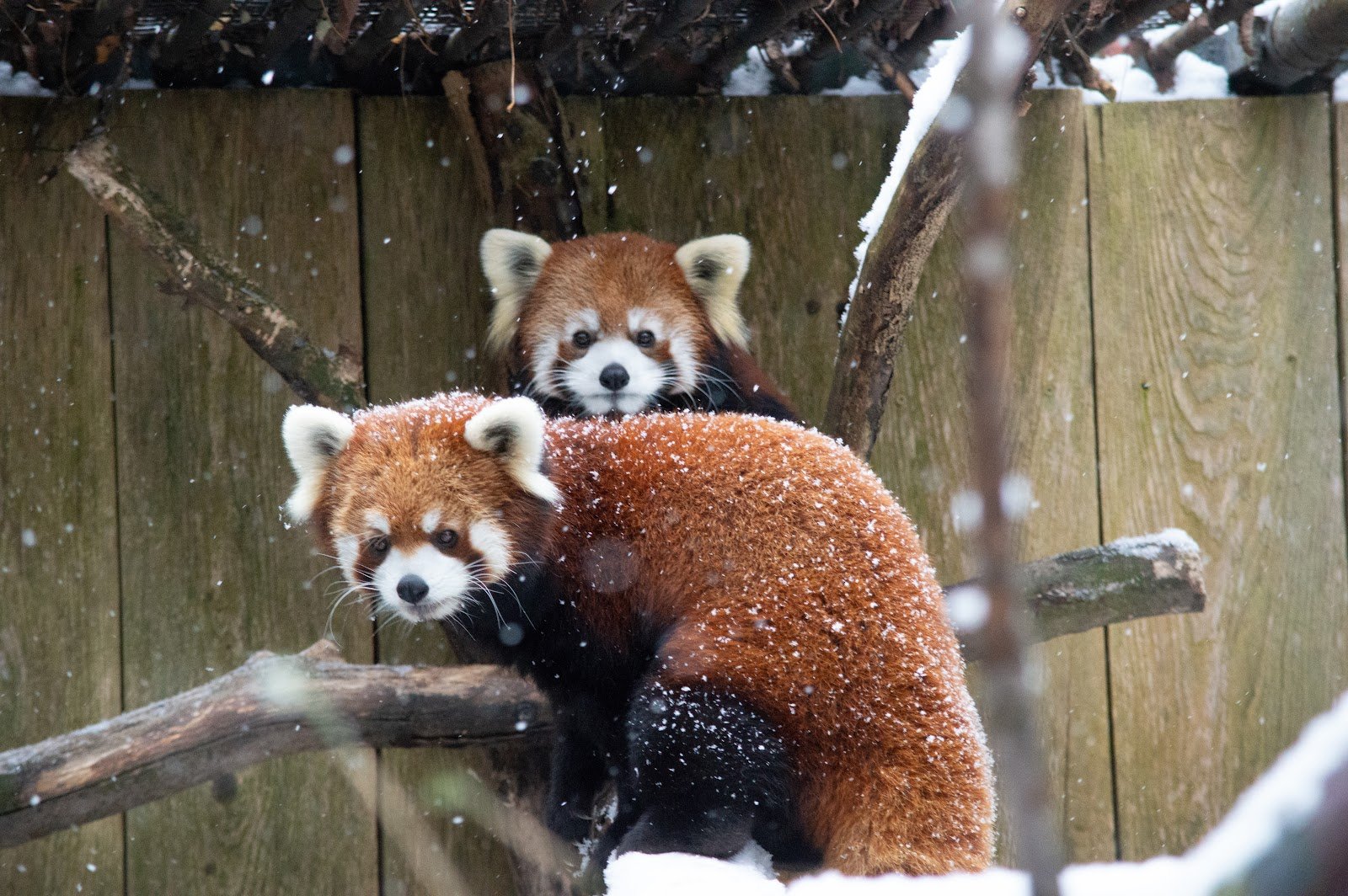 utica-zoo-1