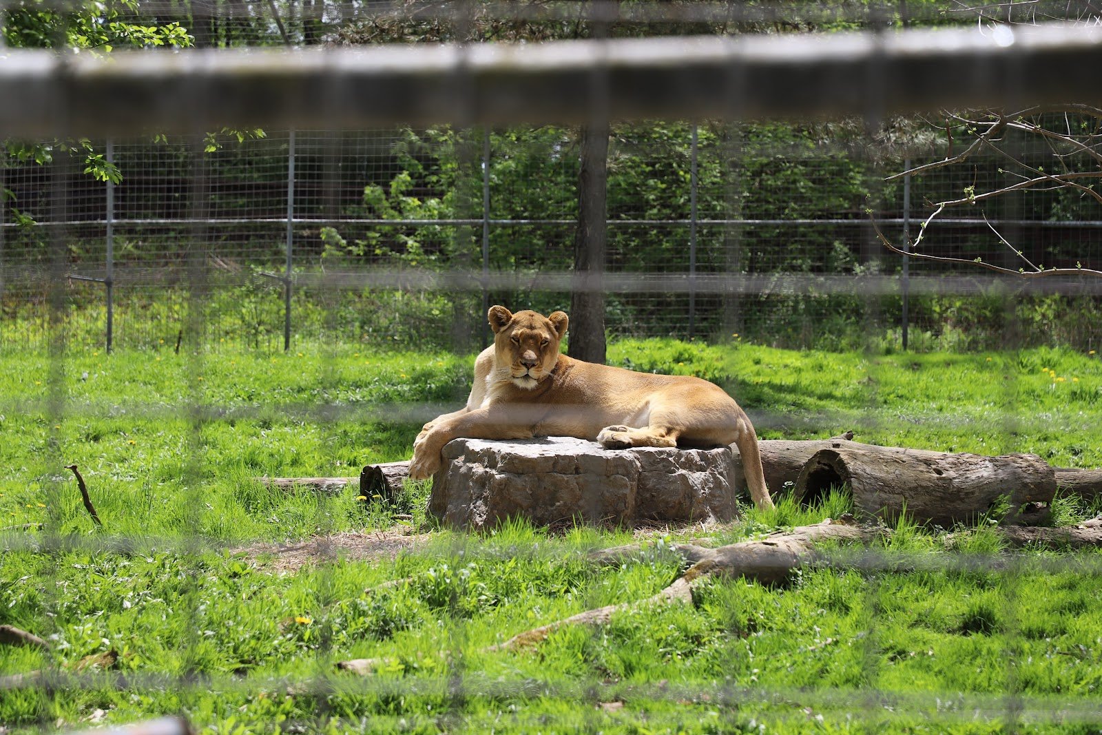 utica-zoo-4