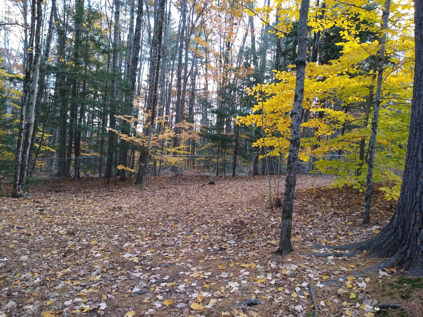 waterboro-dog-park-1