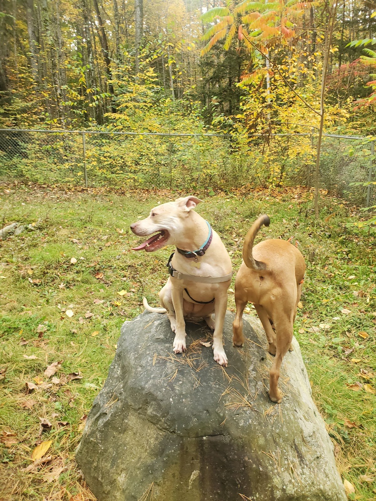 waterboro-dog-park-2