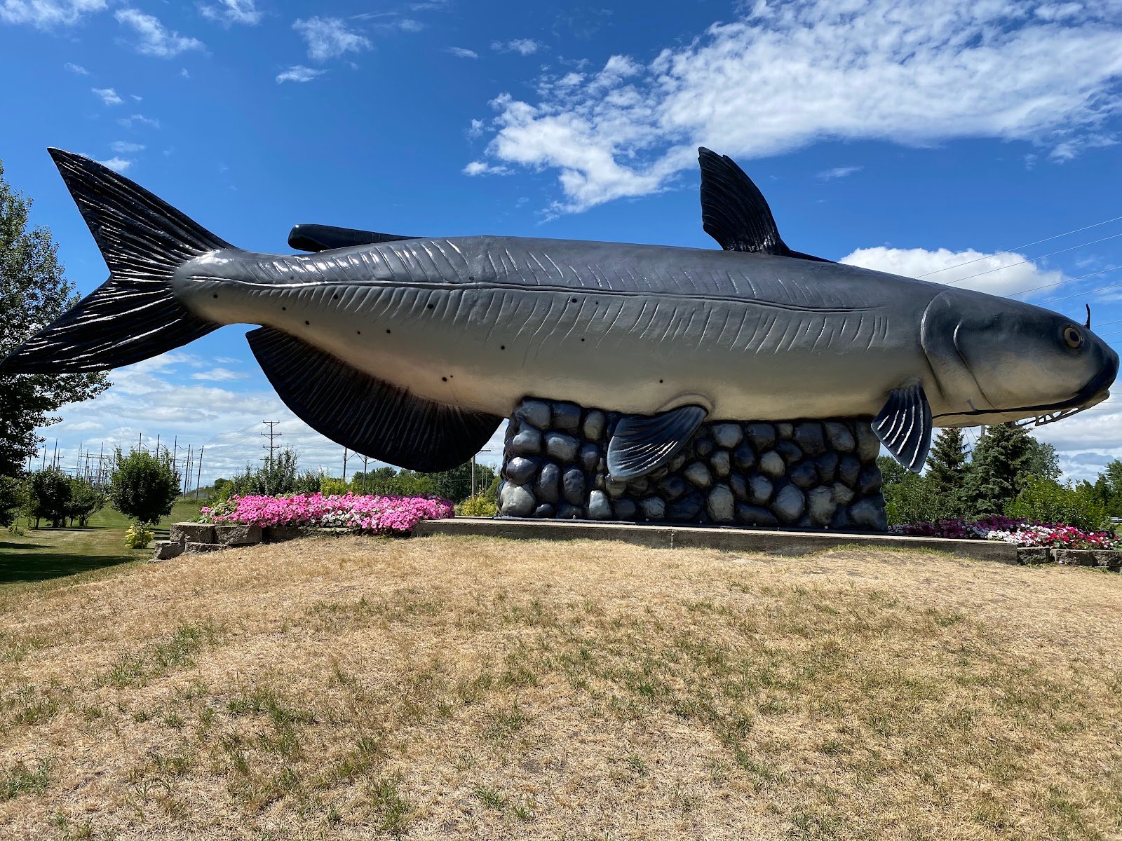 worlds-largest-catfish-1
