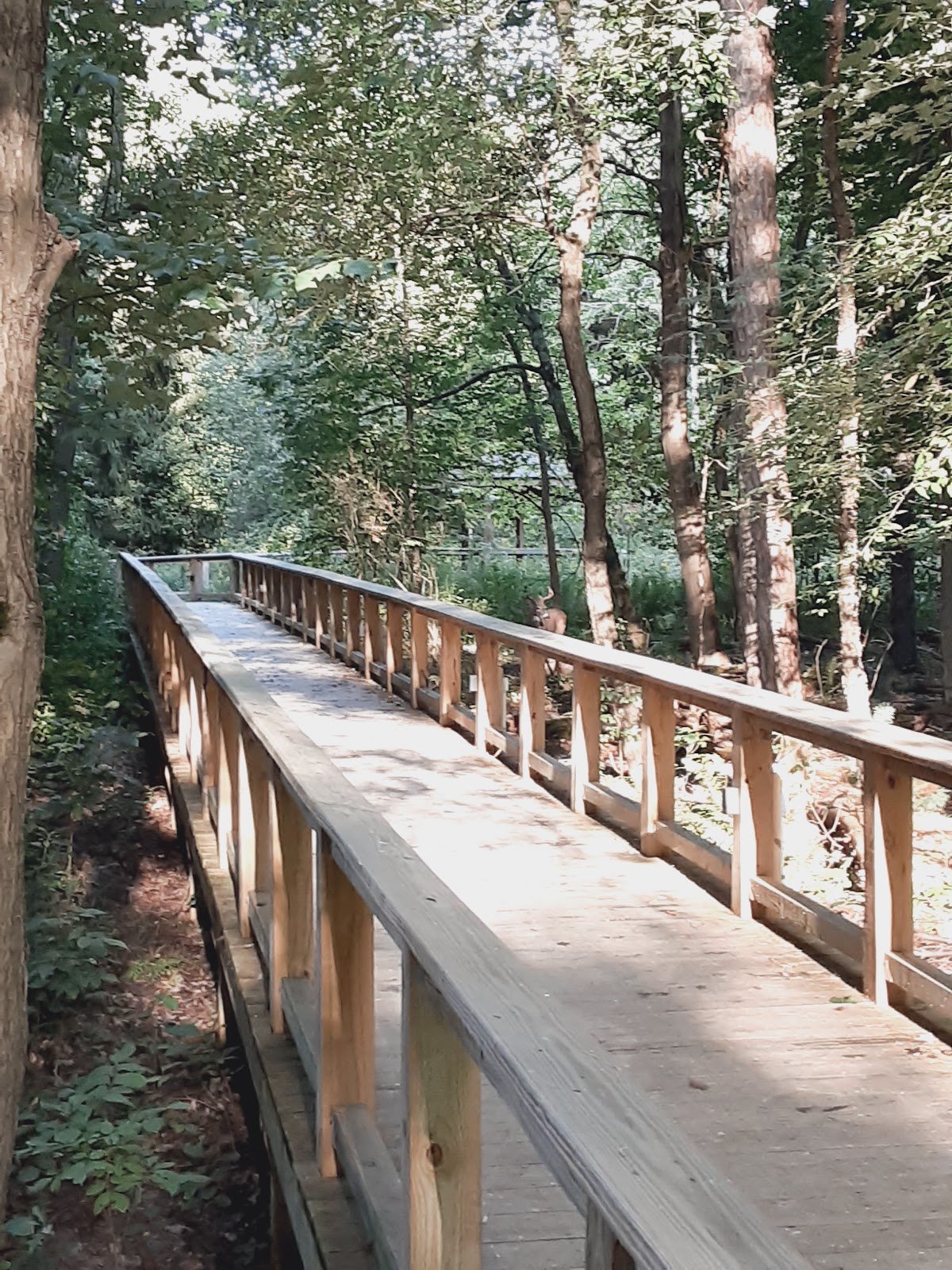 asbury-woods-2