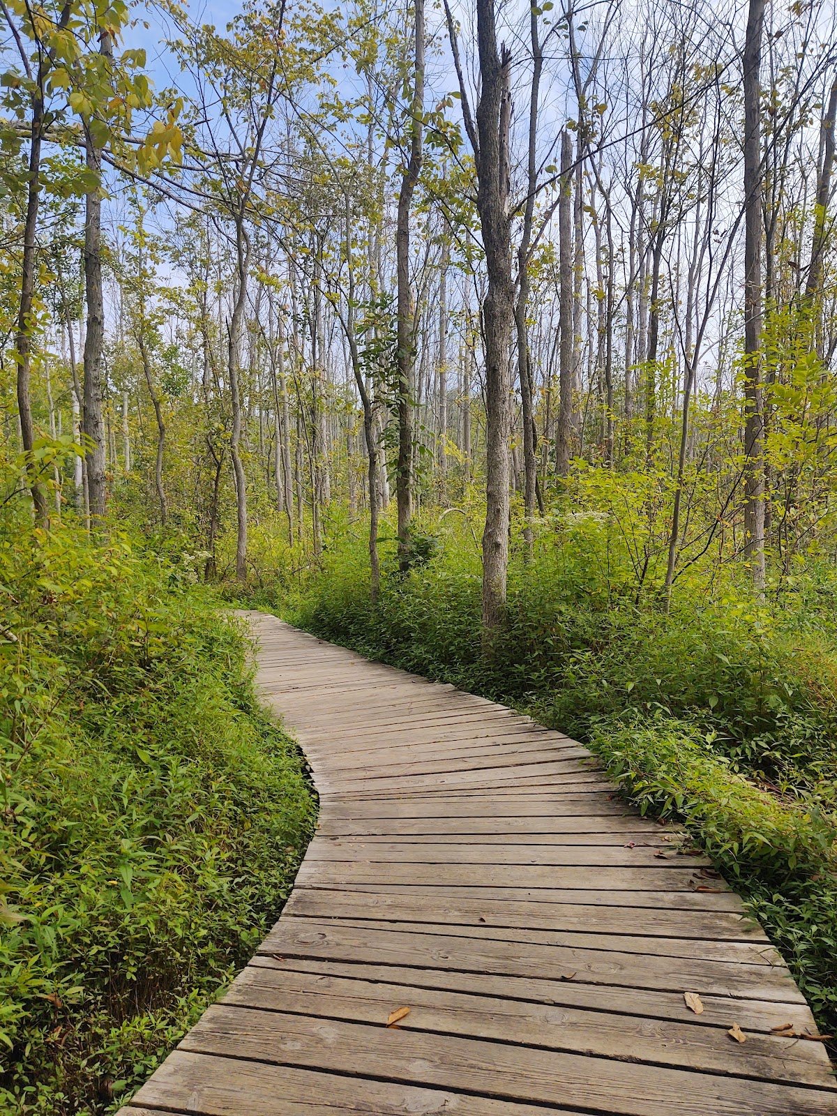 asbury-woods-3