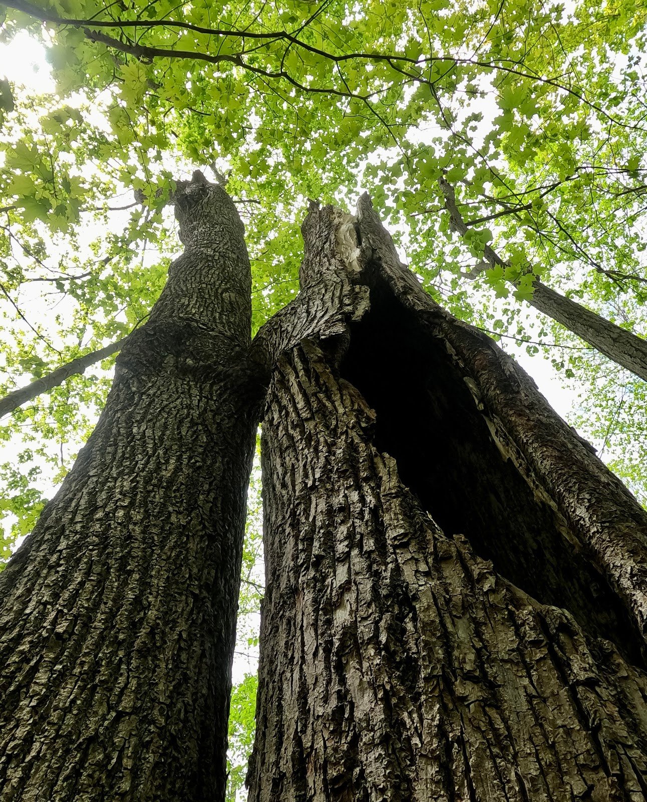 asbury-woods-4