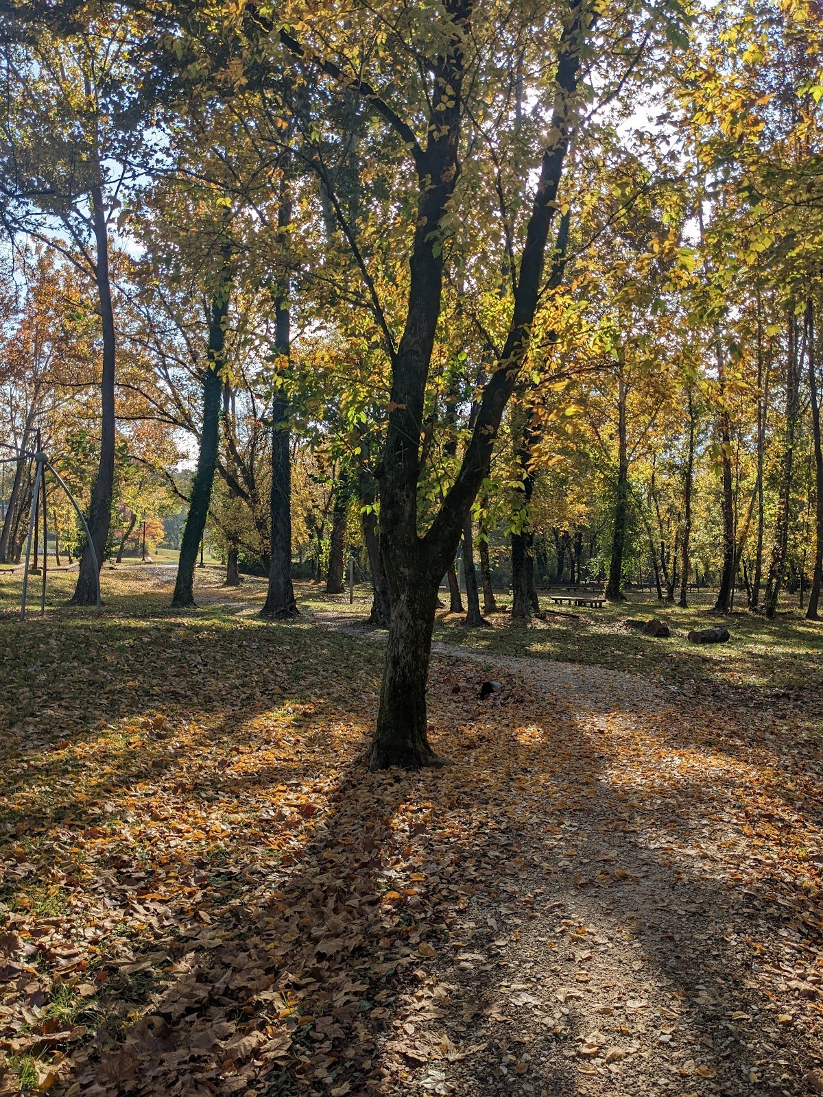 baker-creek-play-forest-4