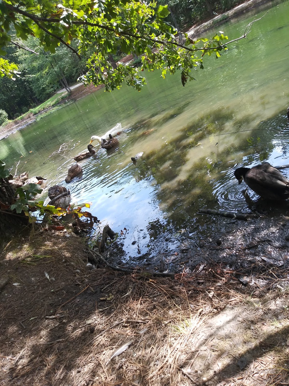 harbison-place-playground-3