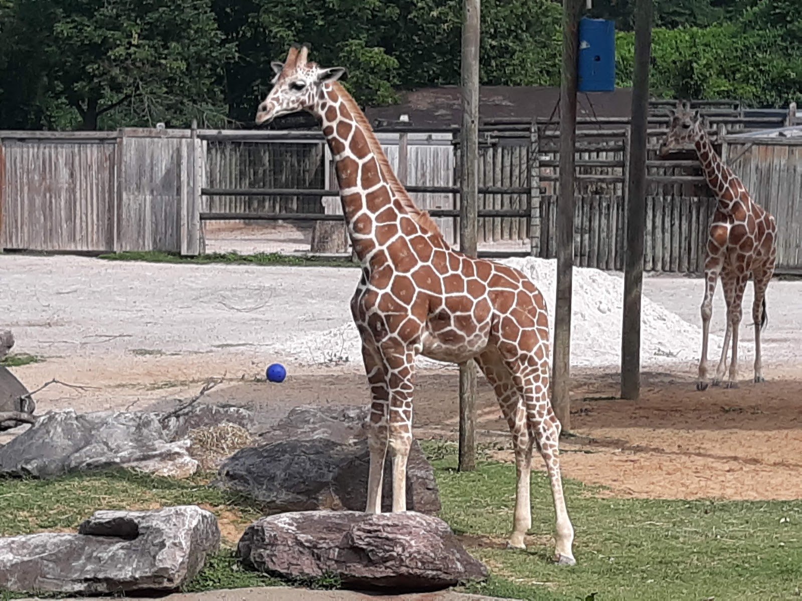 zoo-knoxville-1