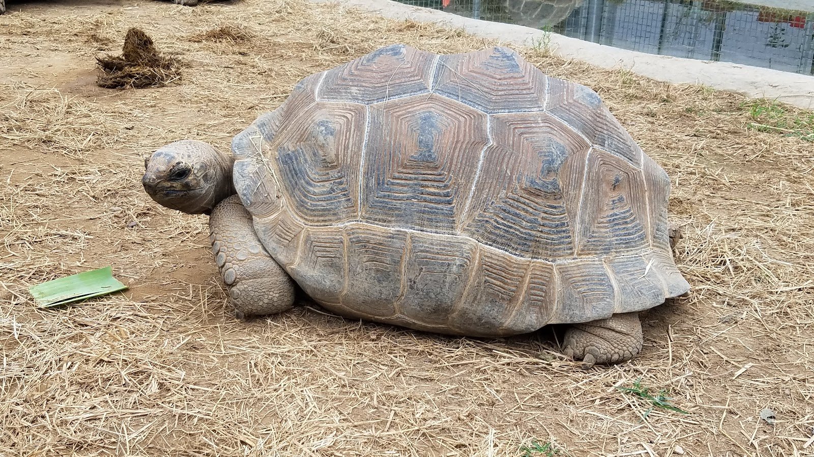 zoo-knoxville-4