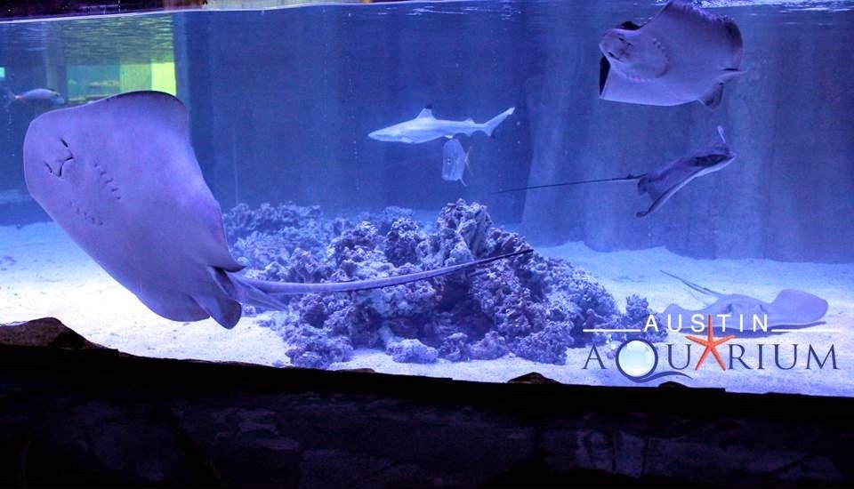 austin-aquarium-1