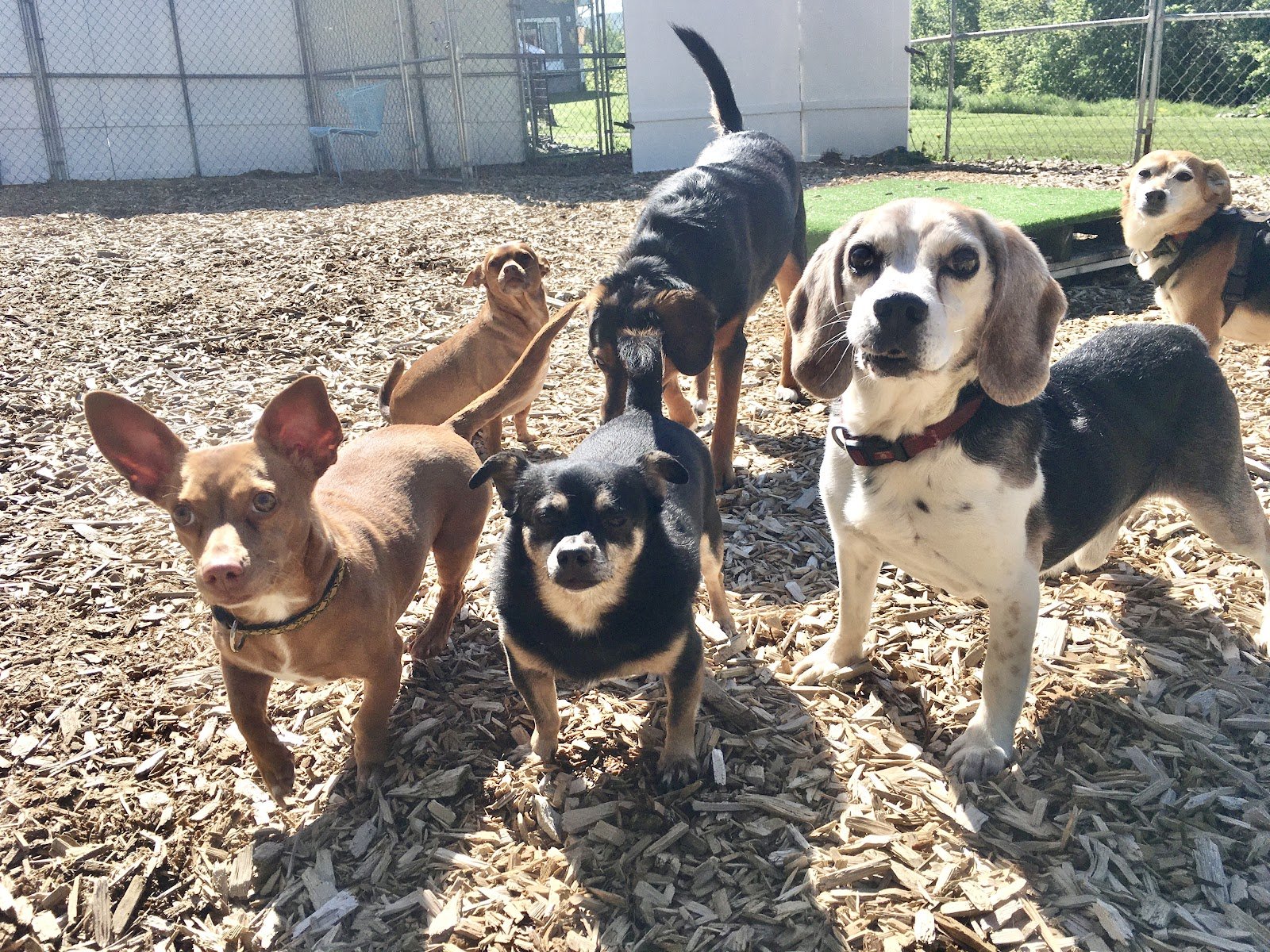 busters-bed-n-biscuit-1