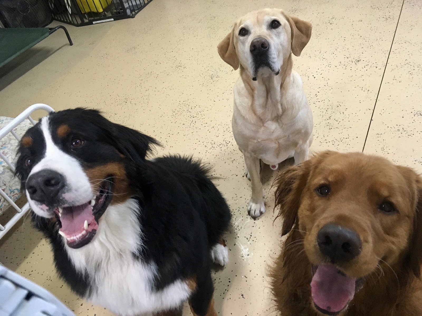 busters-bed-n-biscuit-2