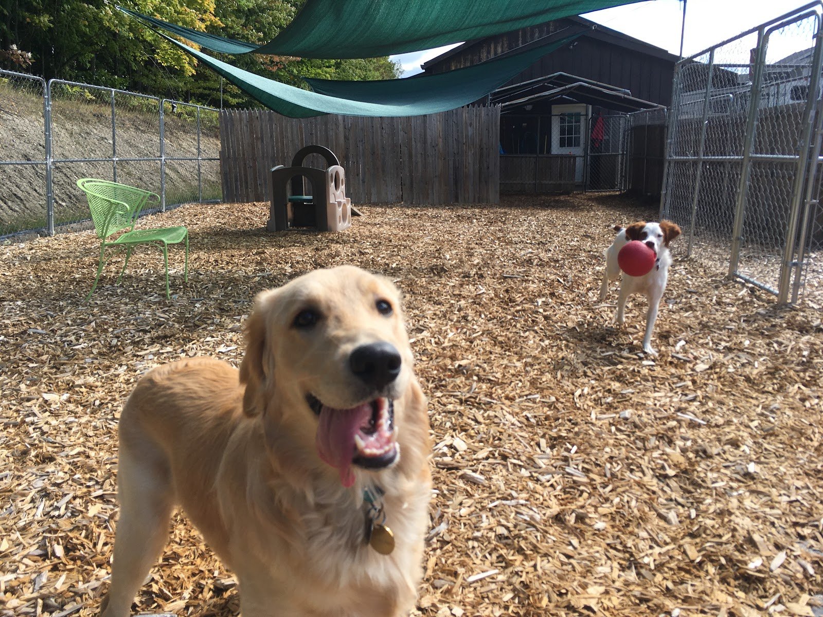 busters-bed-n-biscuit-3